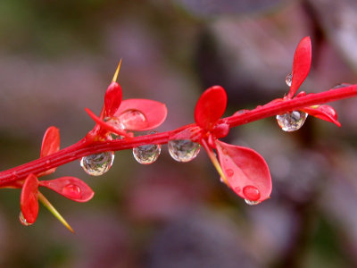 Row of hanging drops