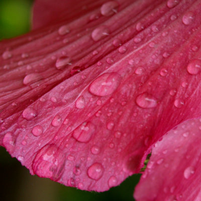 Rosy wet hibiscus