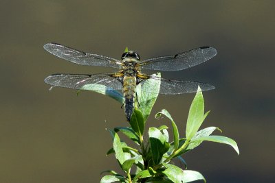 Dragonfly - rear view