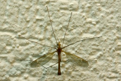 A long-legged insect inside my home