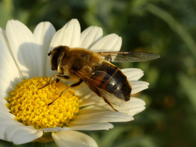 Side-view of a bee