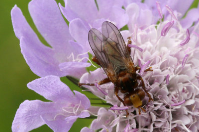 Fruit fly on a wild flower