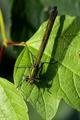 Female dragonfly