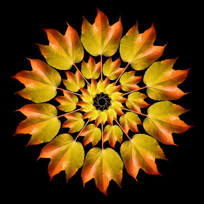 One single leaf arranged in a kaleidoscopic way