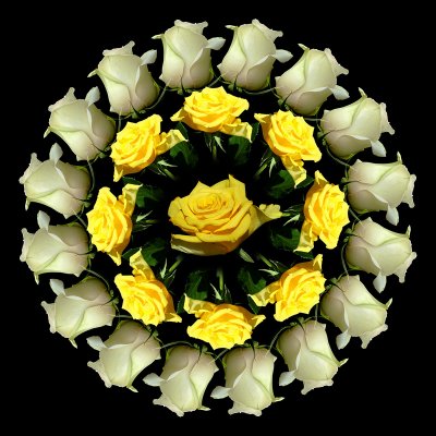 White Rose - Yellow Rose