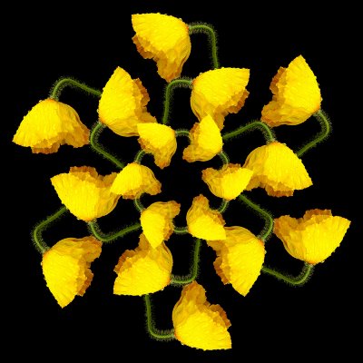A wet yellow poppy
