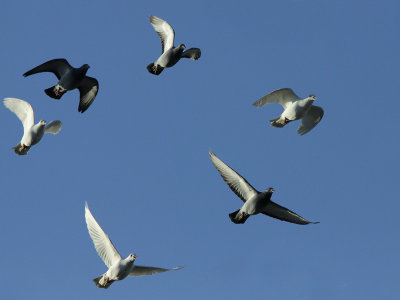 A group of doves in high-speed flight
