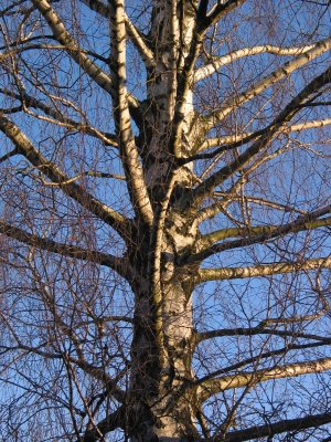 Birch tree branches in blue sky