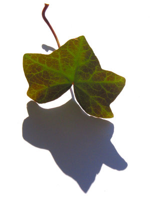 Artist's Ivy