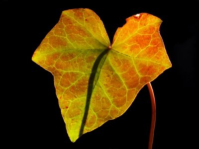 Translucent Ivy