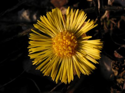 Early wild flower in February