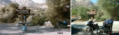 Sequoia- 1984/2001