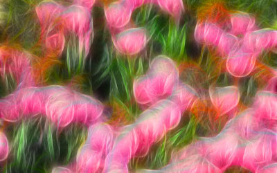 Tulip Field