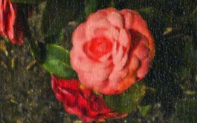 Rain Rose