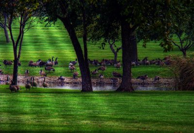 Distant Geese