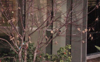 Out on a Limb 2