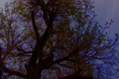 Hidden Sky