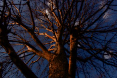 Tree Too