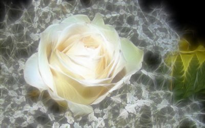 White Wedding
