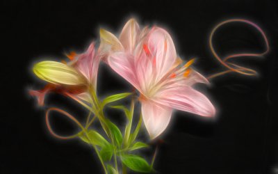 Spiral Lily