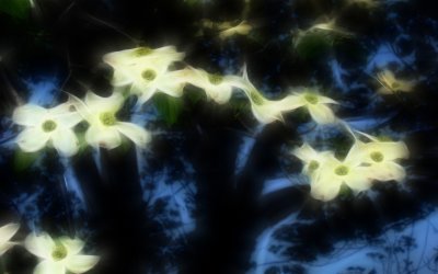 Dogwood Nights