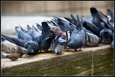Pigeons on lunch
