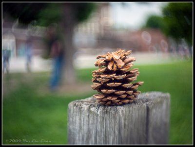 Pine cone on post -- bokeh