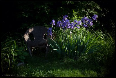 Chair and the Iris