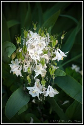 White little flowers -- sorry really bad with names of flowers :-)