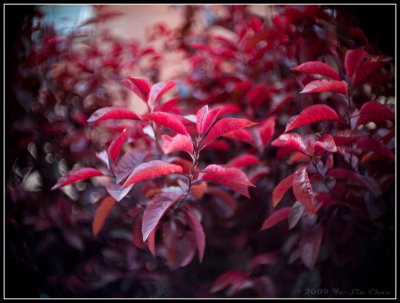 RED plant