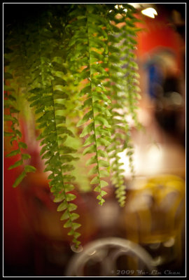 Hanging Fern at Lick's