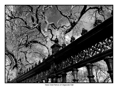 Trees Over the Fence of Osgoode Hall