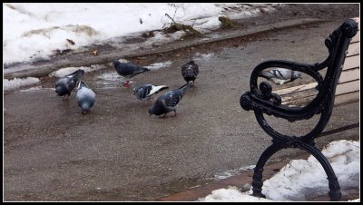 Pigeons