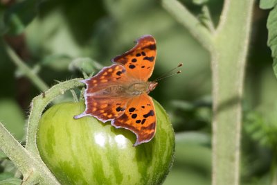 Question Mark butterfly (polygonia interrogationis)