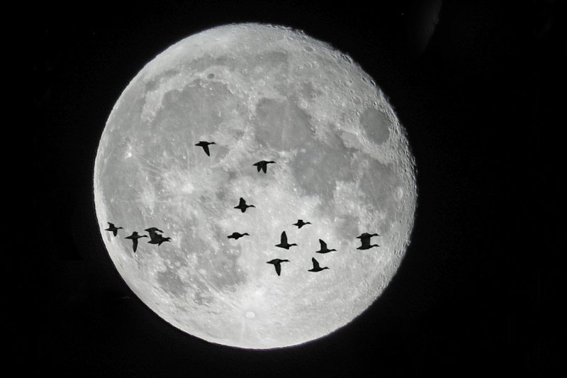 Moon and Ducks