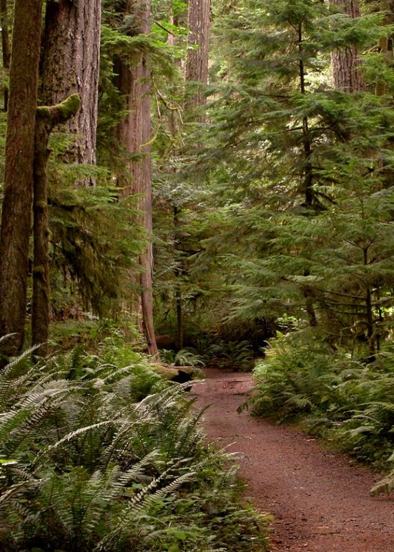 Cathedral Grove