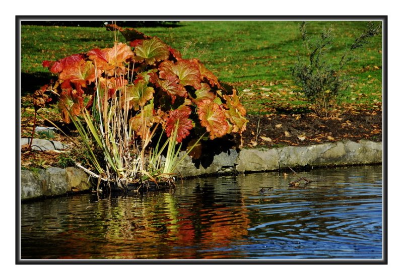 Fall Colours at the Edge of a Pond