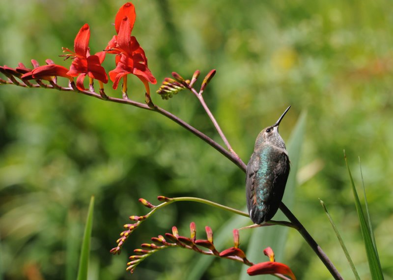 Female Rufus Hummingbird watching other hummers