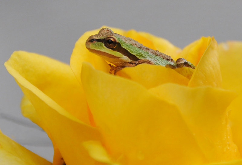 Rose-loving Frog