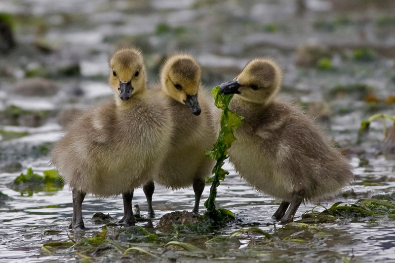 Goslings looking for Lunch - Fern ThompsonCelebration of Nature 2010 Birds:  25 points