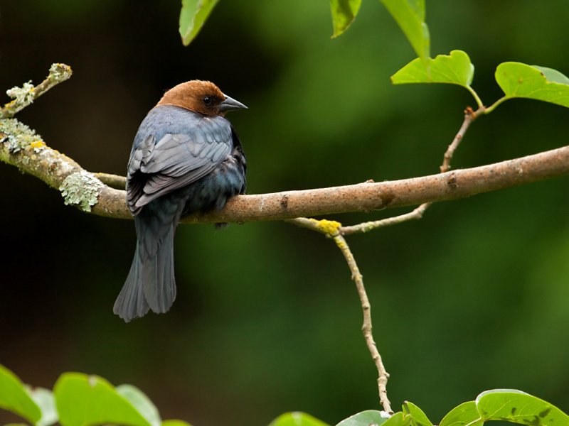 Brown Headed Cowbird - Sandy StewartCelebration of Nature 2010 Birds:  21 points