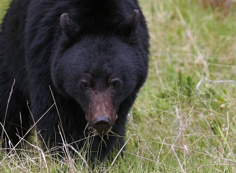 Hungry Black Bear - Racine ErlandCelebration of Nature 2010 Mammals: 21 Points