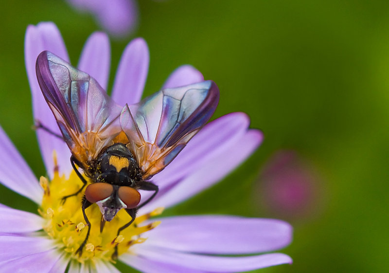 Fly on California Aster - Rosemary Ratcliff - Celebration of Nature 2010 General Nature: 22 Points