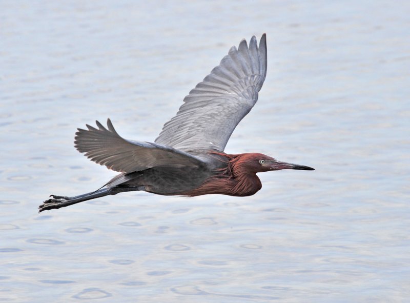 Reddish Egret - Cim MacDonaldCelebration of Nature 2010 Birds:  24 points