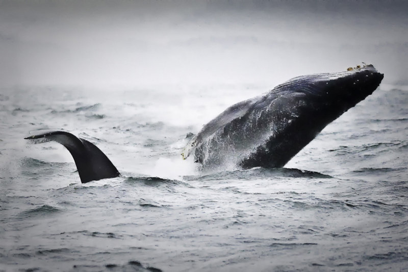 Humpback Whales Breeching - John DuftonCelebration of Nature 2010 Mammals: 24 Points