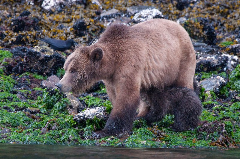 Female Grizzly Feeding Cub - John DuftonCAPA Fall 2010Nature: 21 Points tied