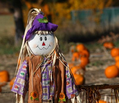 Guarding the Pumpkin Patch