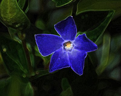 Little Blue Flower