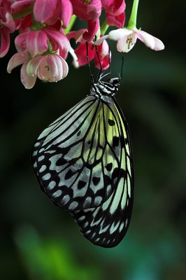 Zebra Butterfly