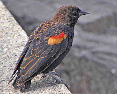 Immature Male Blackbird